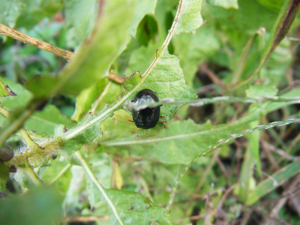 Chrysolina bankii